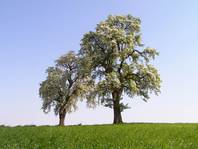 Mächtige Zeugen extremer Anpassungsfähigkeit: Uralte Mostbirnbäume trotzen Jahrhunderte lang allen Unbilden des Klimas.